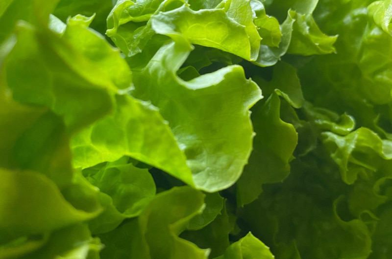 Bio Salatblätter grün